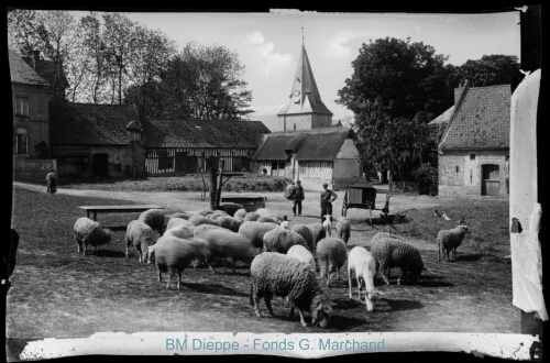 Eglise, troupeau de moutons derrière (vue de l')